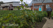 Забудьте про прополку навсегда: вылейте один стакан этого состава на грядки и сорняки погибнут до рассвета