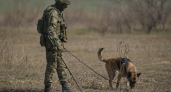 Как военные инженеры круглосуточно разминируют приграничье Курской области