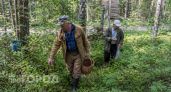 Где искать грибы в Курской области: проверенные места и советы грибникам