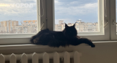 Ваша кошка готовится к уходу: пять скрытых признаков в поведении, которые важно вовремя заметить владельцу