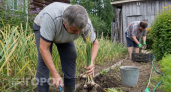 Освободилось место после лука и чеснока: сею только эти культуры и снимаю свежий урожай до самых заморозков
