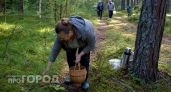 Где в Курской области собирают полные корзины белых грибов