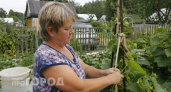 Огурцы начали желтеть прямо на глазах: я применила этот простой раствор и собрала рекордный урожай