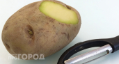 Зеленая картошка на кухне: как не отравиться и в каких случаях лучше сразу отправить её в мусорный бак