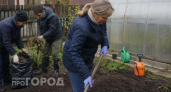 Забудьте про фитофтору на весь следующий год: один простой шаг в октябре полностью очистит вашу теплицу