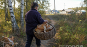 Приношу из леса охапки бересты и превращаю их в декор: 5 простых вещей, которые заменят покупки для дома
