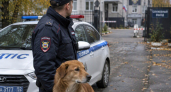 В Железногорске пёс Рыжик каждый день выходит на дежурство с полицейскими