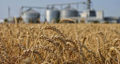 Экспорт продукции АПК Курской области за пять лет вырос втрое