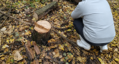 В природном парке под Курском задержали незаконных лесорубов с признательными показаниями