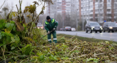 В Курске от борщевика обработали 86,5 тысячи квадратных метров за пять месяцев