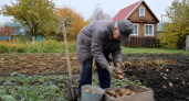 Забыл про лопату и удобрения: теперь снимаю по 4 килограмма картофеля с каждого куста благодаря одной хитрости