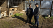 Глава Курска посетил приюты, где содержат около 300 собак из приграничья