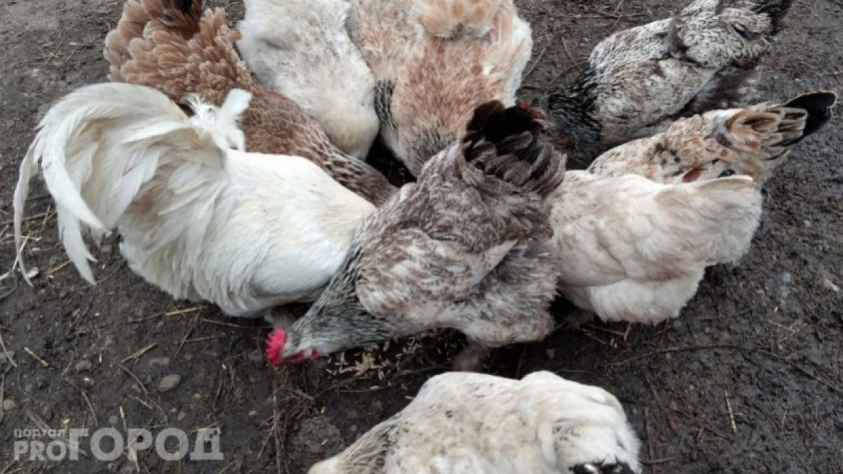 Поставьте в угол курятника — несушки завалят яйцами даже в морозы: продуктивность повысит незатейливый и дешевый продукт