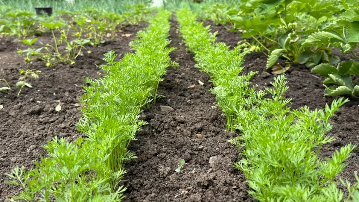 Два года клеил семена на бумагу и теперь смеюсь: сосед показал способ, который дает в 3 раза больше моркови — никакого прореживания