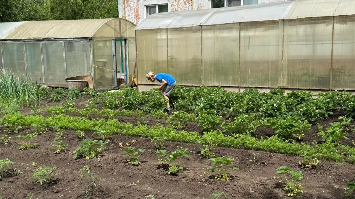 Посчитал, во сколько обходится «бесплатная» картошка с дачи, и ужаснулся: продал участок родителей — теперь сплю спокойно