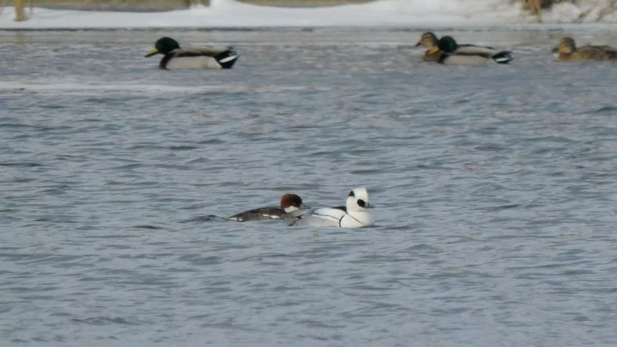 Северные птицы неожиданно появились в курских лесах