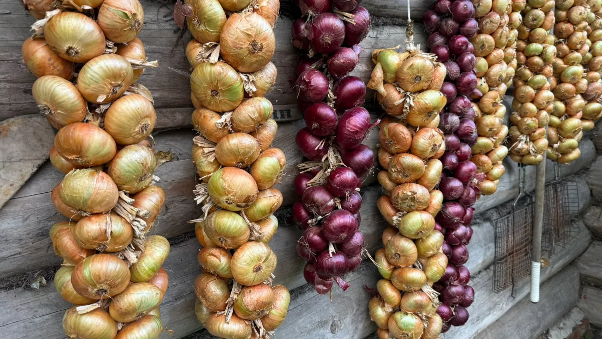 «Выбрасываете луковую шелуху? Зря!» — в ней больше пользы, чем в самом луке: как использовать ценный продукт