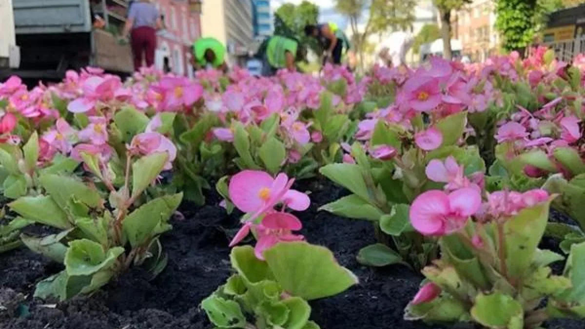 Губернатор Хинштейн разгромил многолетнюю монополию на озеленение Курска