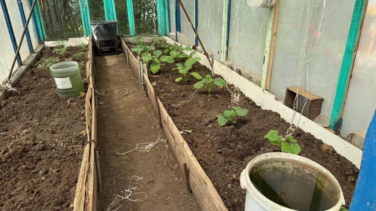 Огурцы без хлопот: раскрываем секрет богатого урожая без парника и подвязки