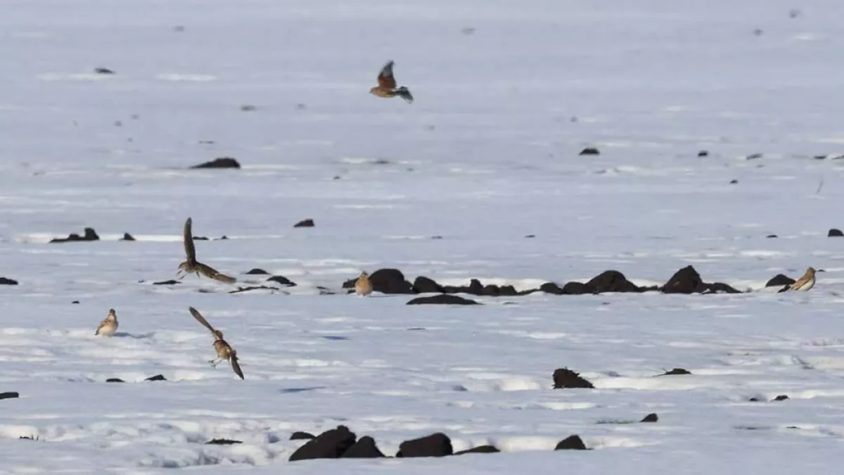 Жаворонки прилетели в Курскую область на 6 дней раньше срока