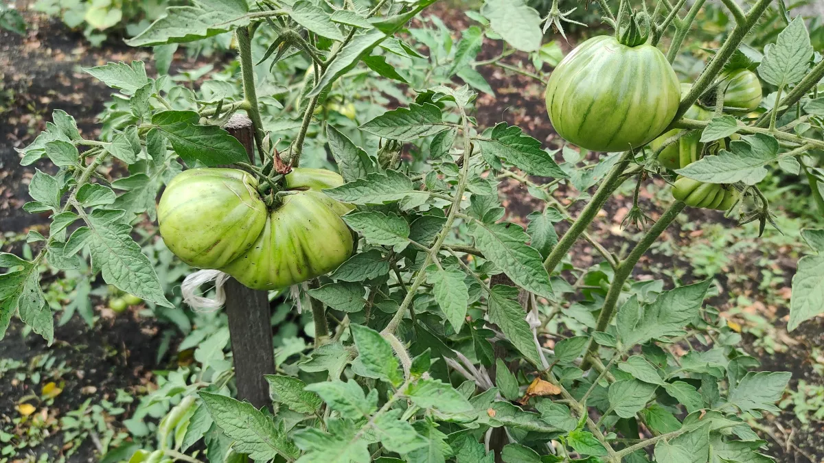 Китайский способ выращивания томатов поразил дачников: рассаду режут под корень, а она прет как бешеная