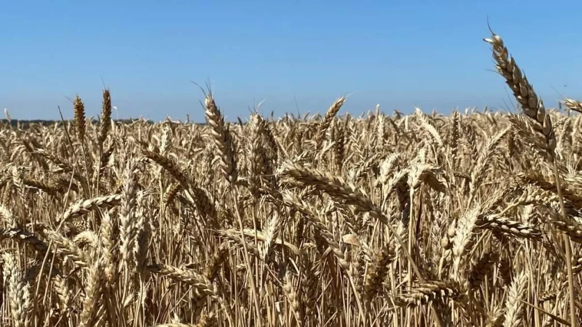 Курские аграрии через три суда отбивают 168 гектаров у чиновников