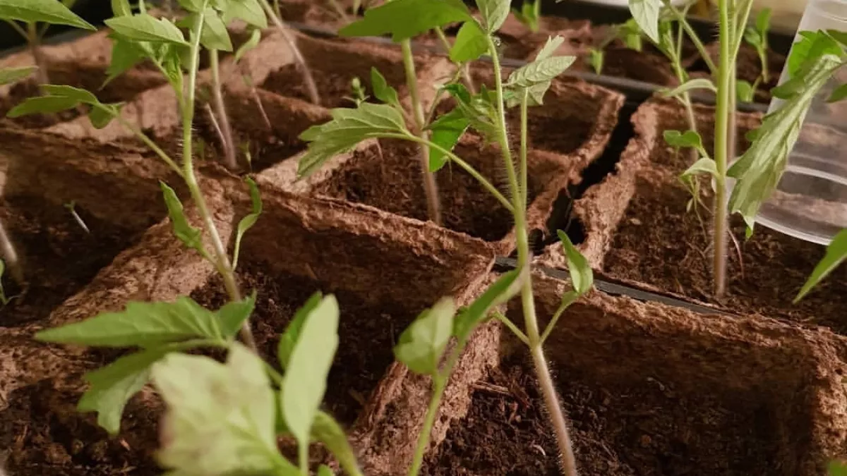 Не пропустите лучший день марта 2026 для томатов: вот что говорят агрономы и лунный календарь