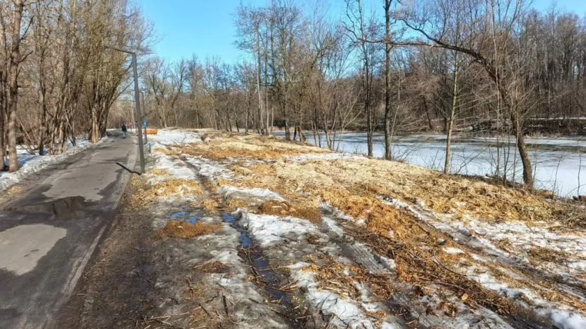 Американский клен захватил курский парк: министр лично контролирует зачистку