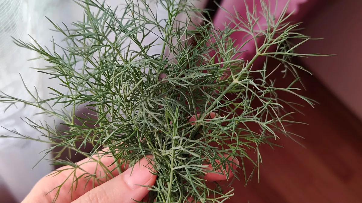 Укроп — ужас для иностранцев: почему привычная нам зелень вызывает у них отторжение