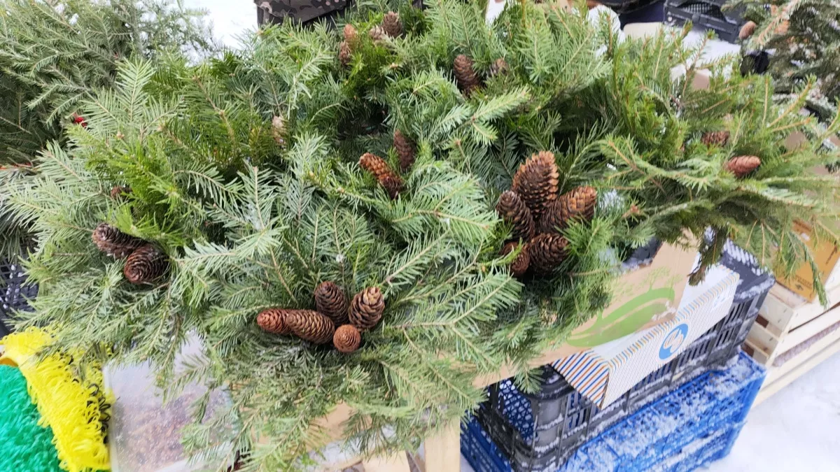 Зачем опытные садоводы собирают шишки: секреты применения, которые вас удивят