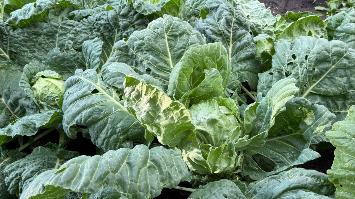 Не упустите момент: когда сеять капусту в марте 2026, чтобы получить богатый урожай