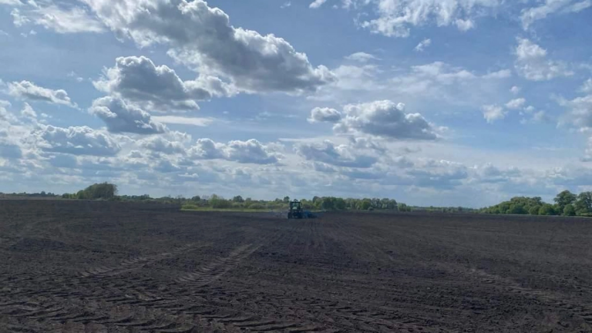 Курская область увеличила экспорт рапса в Беларусь в 2,4 раза