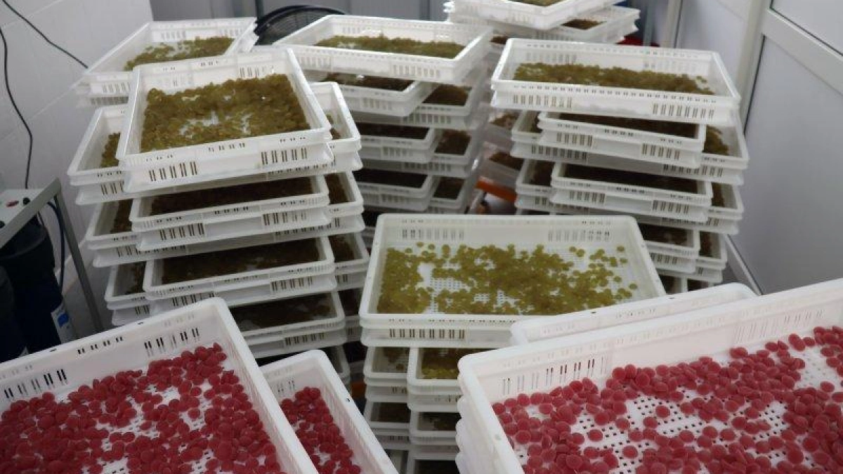 Завод витаминов и БАДов за 300 млн рублей откроется под Курском в 2026 году