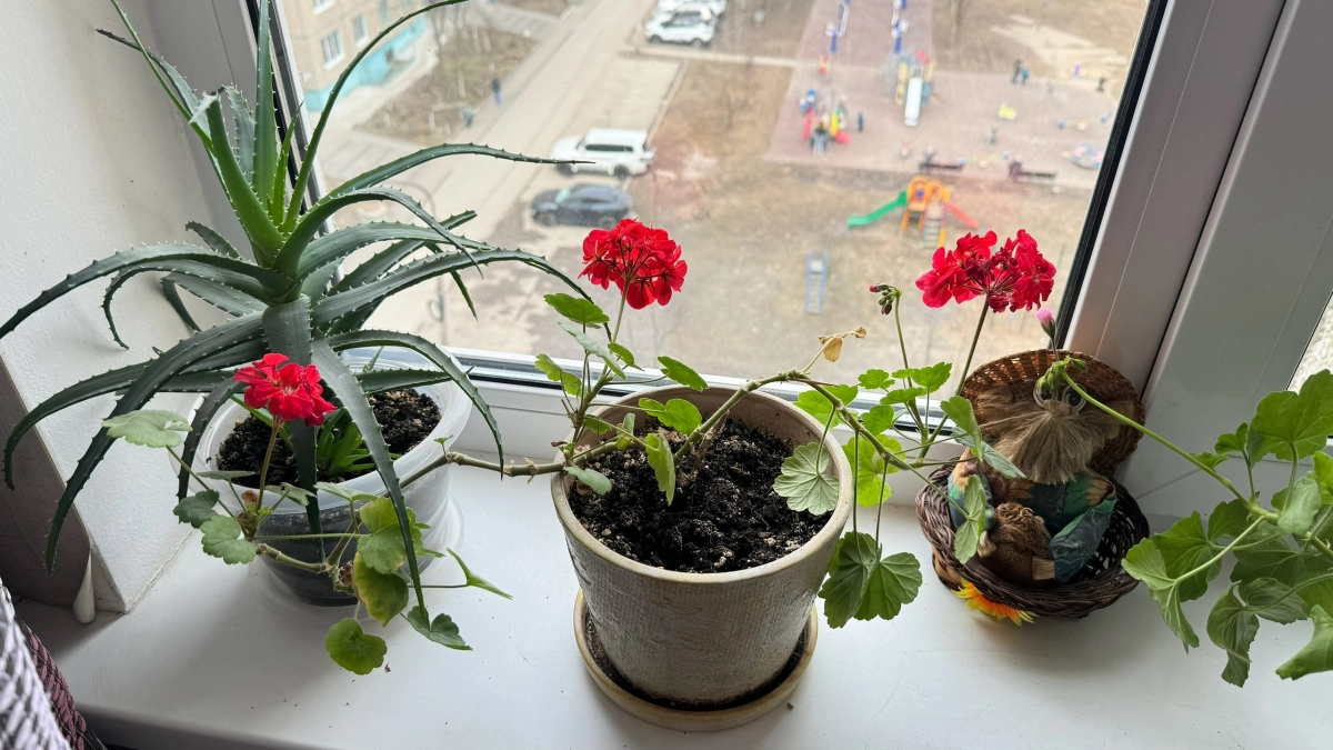 Пышная герань без хлопот: какие подкормки заставят куст цвести буйно — всё по полочкам