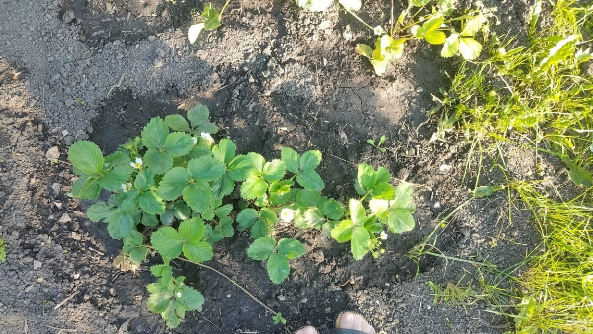 Не сажайте это дерево, пока не узнаете правду: оно привлечёт в сад армию вредителей