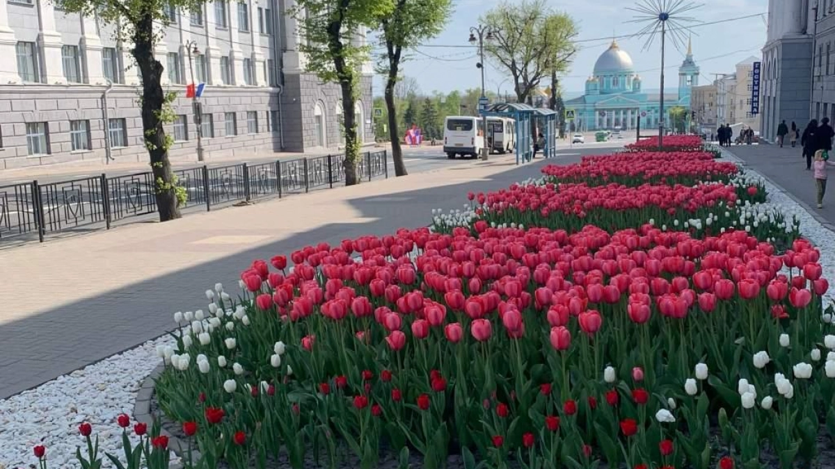 Курск выделил 30 млн на озеленение, но подрядчик ещё не найден