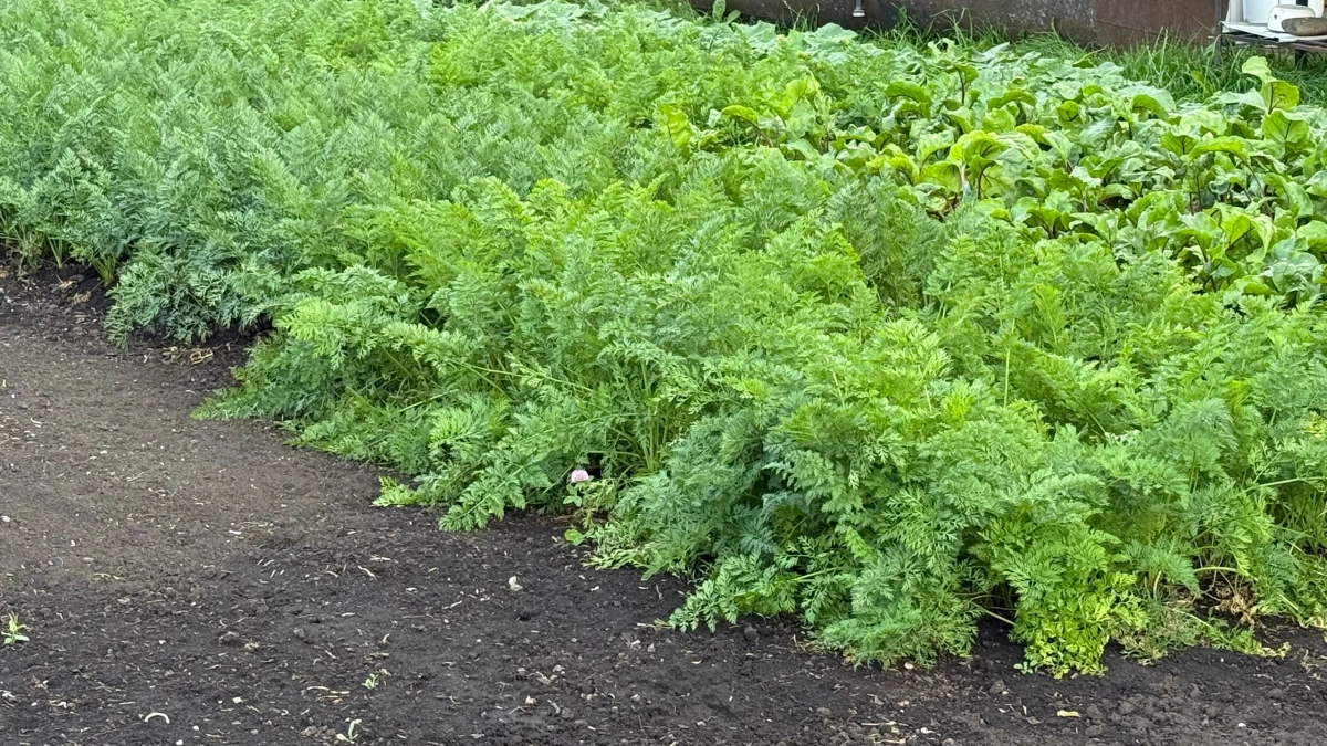 Грядка без лопаты: как получить богатый урожай, почти не работая