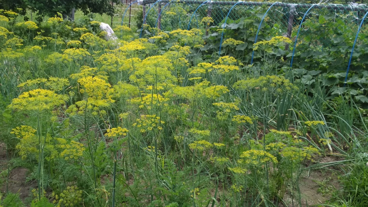 Сочный укроп на все лето: почему зелень растёт хилой и как это исправить