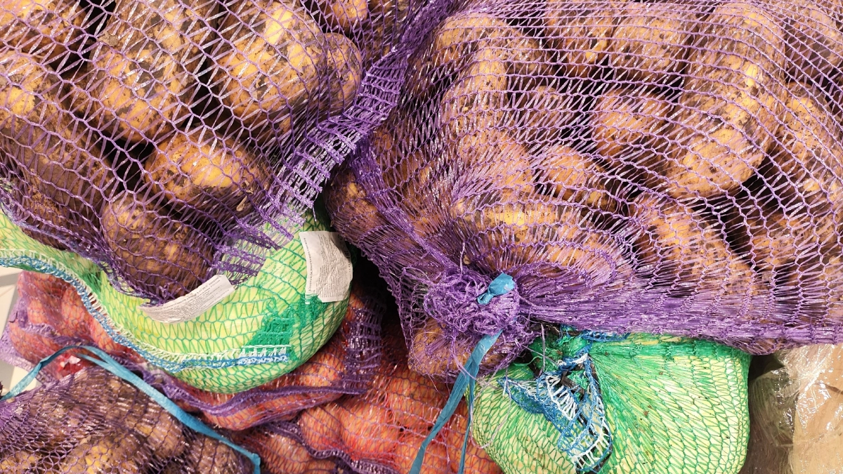 Семенной картофель за 300 рублей или магазинный за 80: проверяем, что даст лучший урожай — честный эксперимент