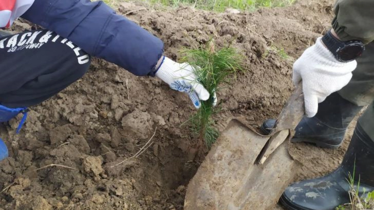 Курская область высадит сосны и дубы в память о 27 миллионах погибших