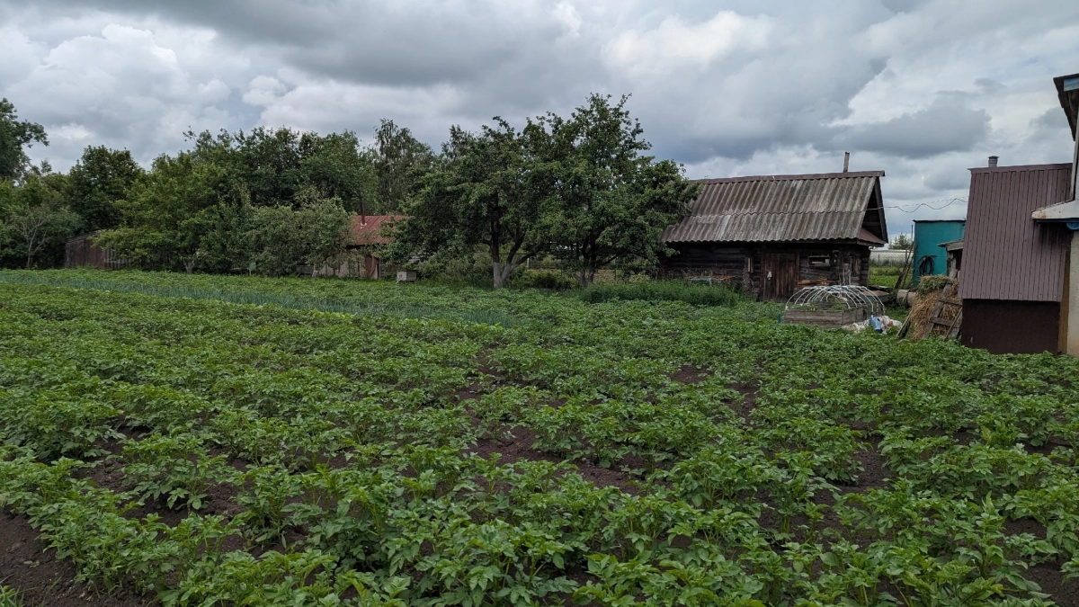 Не гречка и не рис: как обычная каша увеличит урожай на 30 % — секрет, который скрывают агрономы