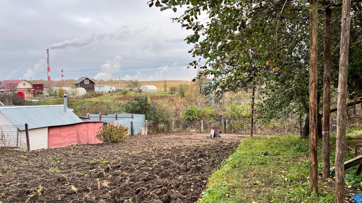 Выгребная яма больше не проблема: посадите эти деревья — и вода уйдёт сама