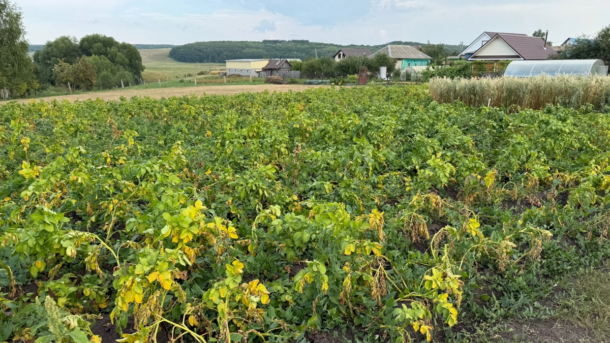Урожай картофеля в 12 раз больше без химии: раскрываем секрет метода «колодец» — пошаговая инструкция
