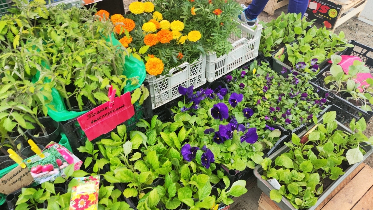 Неубиваемые цветы для сада: какие растения выдержат любую непогоду — и будут цвести до заморозков