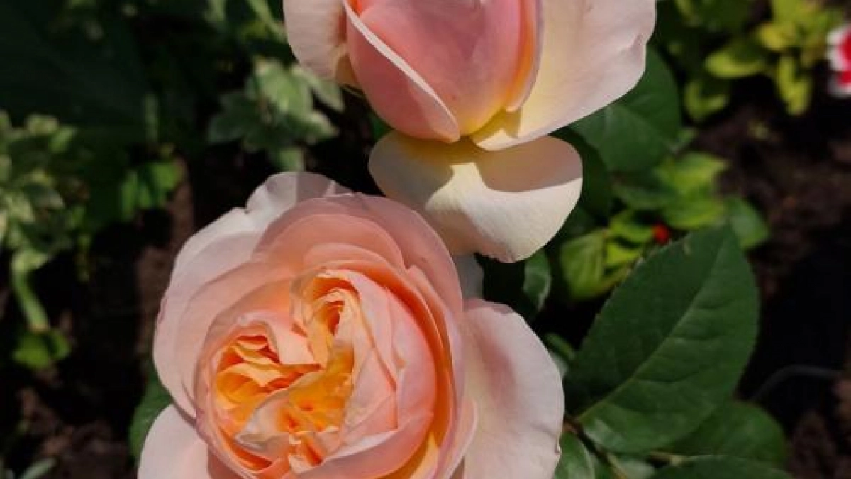 В парке Победы к 9 Мая розы заменят тюльпаны из-за сроков посадки