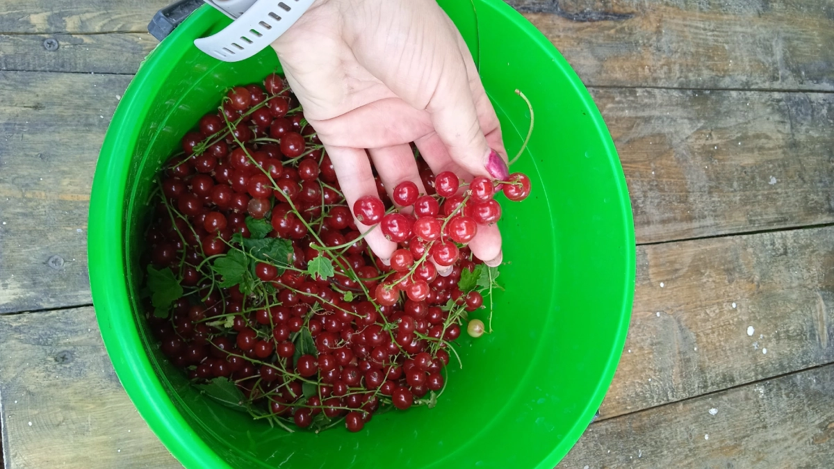 Не спешите выпалывать: этот „сорняк“ под смородиной отпугивает вредителей — и вот как его использовать
