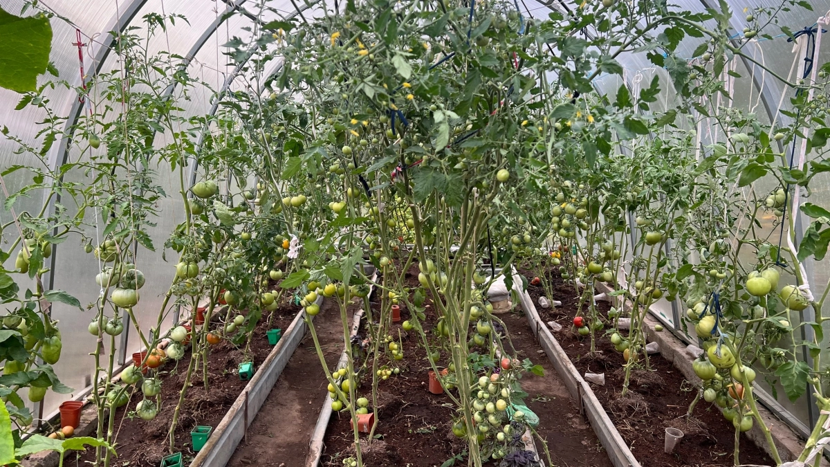 Вы теряете урожай из‑за страха: почему апрель — идеальное время для высадки томатов в теплицу — 7 неочевидных правил