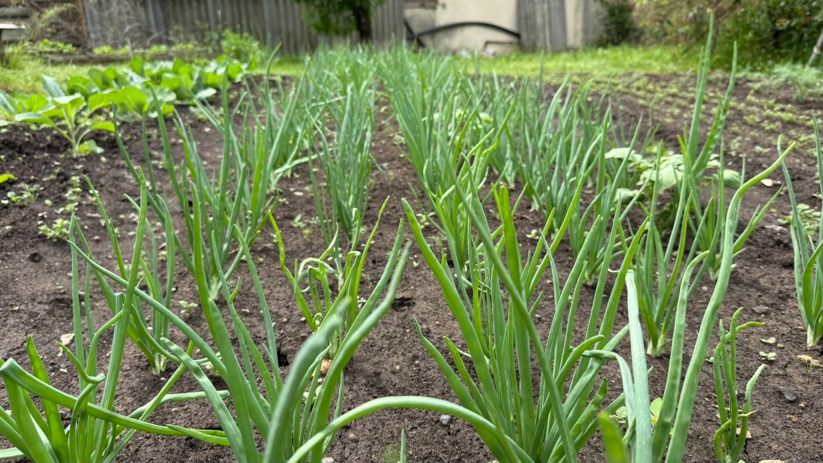 Лук как в Китае: почему традиционный способ проигрывает восточному методу — и как это исправить