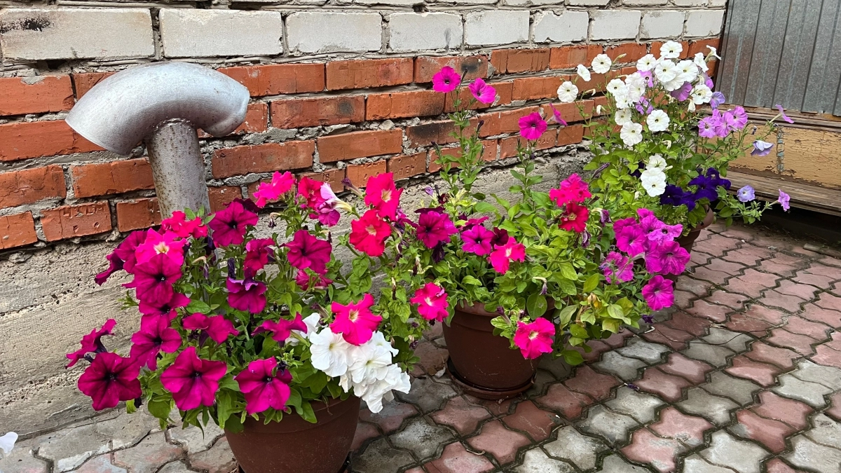 10 лет выращивал петунии неправильно — и вы тоже: секрет пышного цветения в правиле трёх листьев