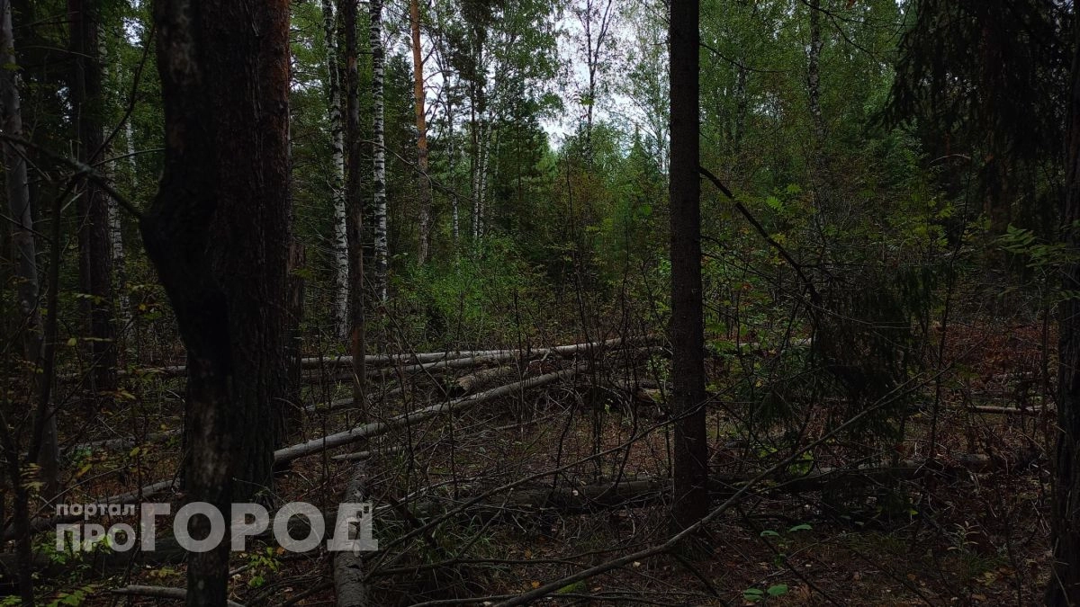 Здесь сходит с ума компас, слышатся крики и пропадают люди: пять жутких аномальных зон Курской области